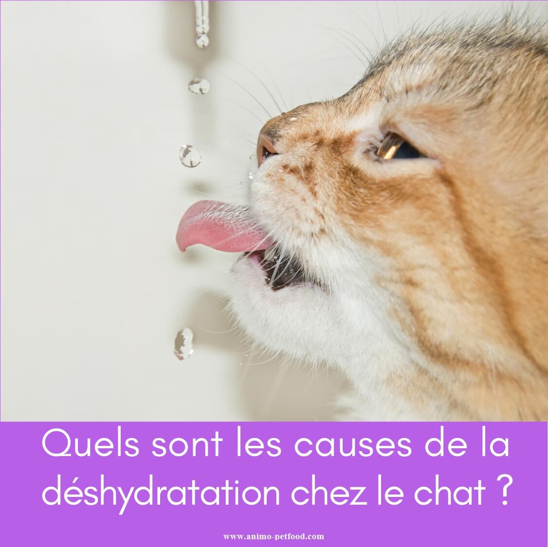 Quelles sont les causes de déshydratation chez le chat